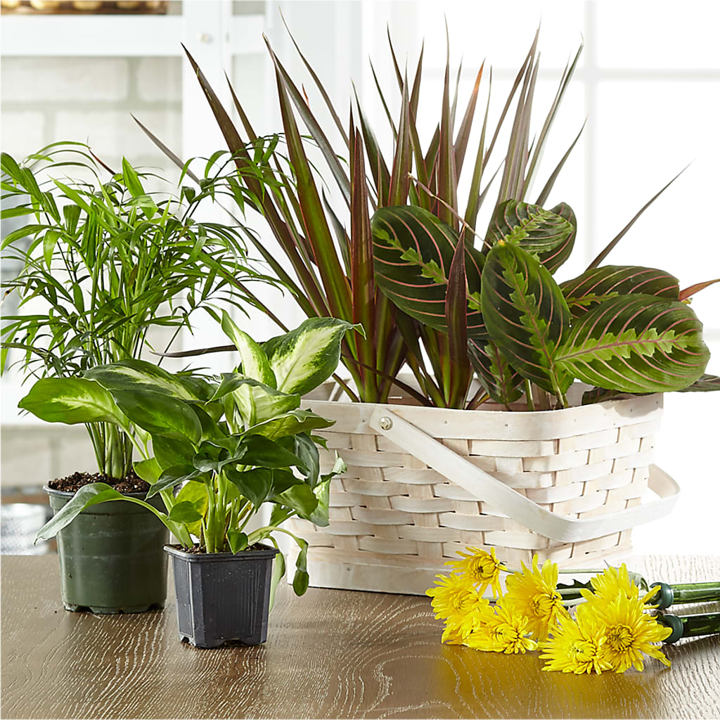 Florist Designed Blooming and Green Plants in a Basket – FORGET-ME-NOT FLOWERS & GIFTS, Jacksonville NC