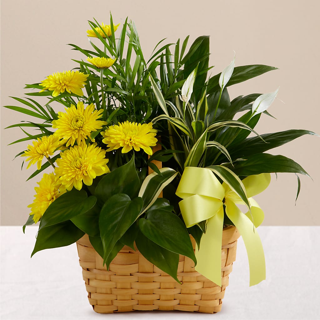 Loving Light Dishgarden – FORGET-ME-NOT FLOWERS & GIFTS, Jacksonville NC