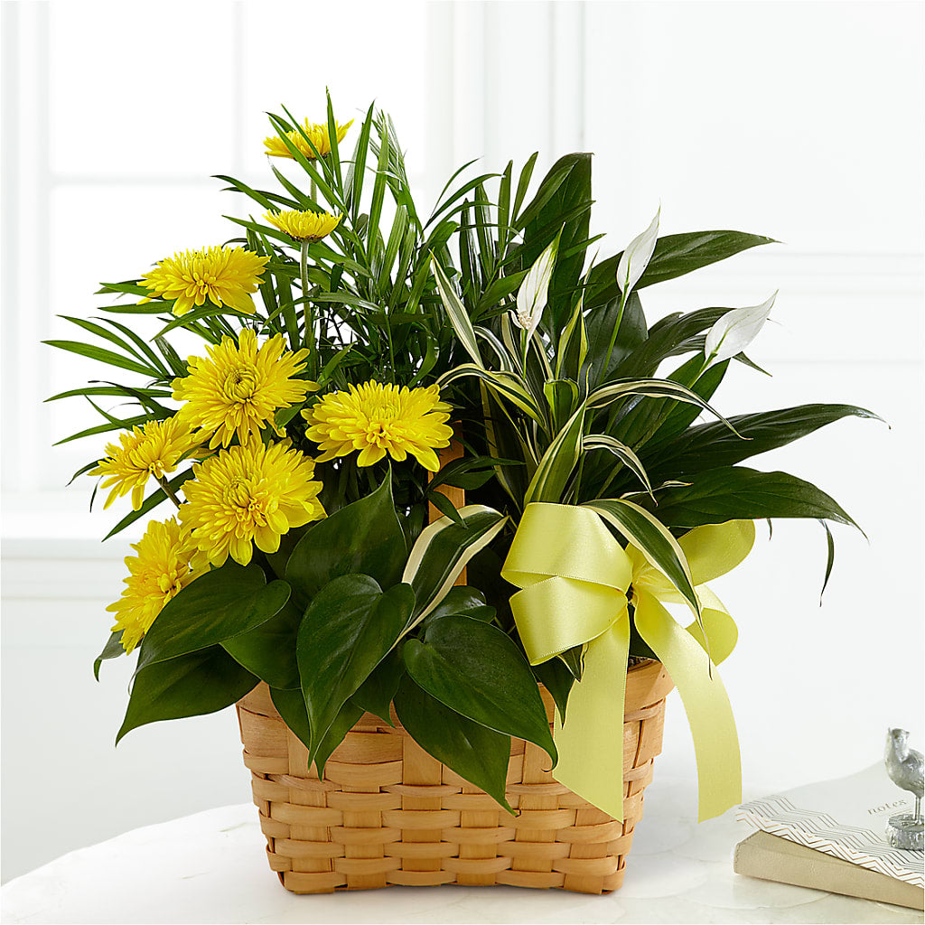 Loving Light Dishgarden – FORGET-ME-NOT FLOWERS & GIFTS, Jacksonville NC