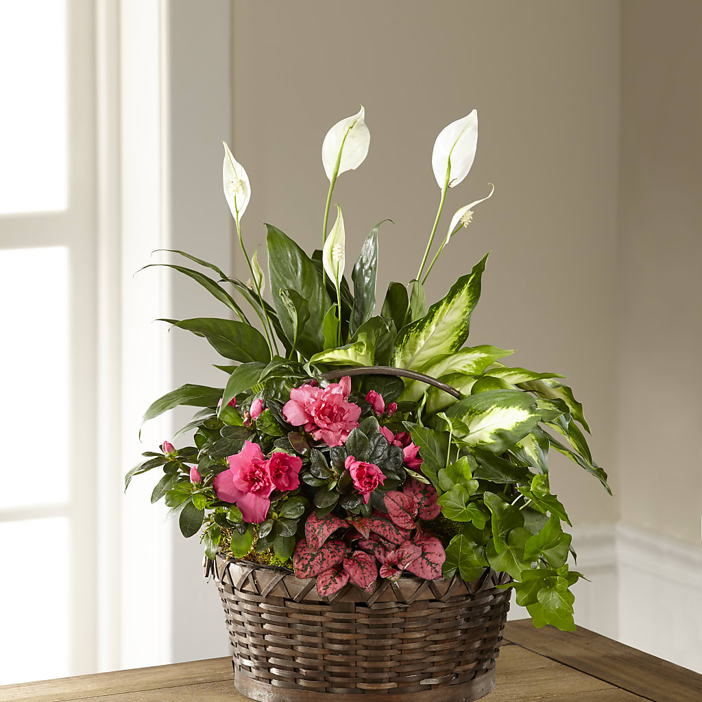 Dream in Pink Dishgarden – FORGET-ME-NOT FLOWERS & GIFTS, Jacksonville NC