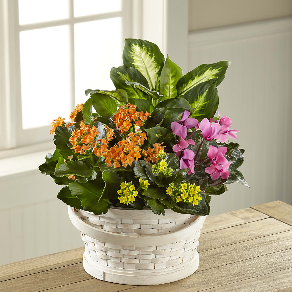 Color Crush Dishgarden – FORGET-ME-NOT FLOWERS & GIFTS, Jacksonville NC