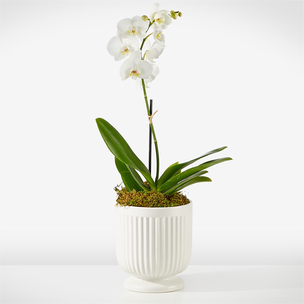 Whispering White Orchid – FORGET-ME-NOT FLOWERS & GIFTS, Jacksonville NC