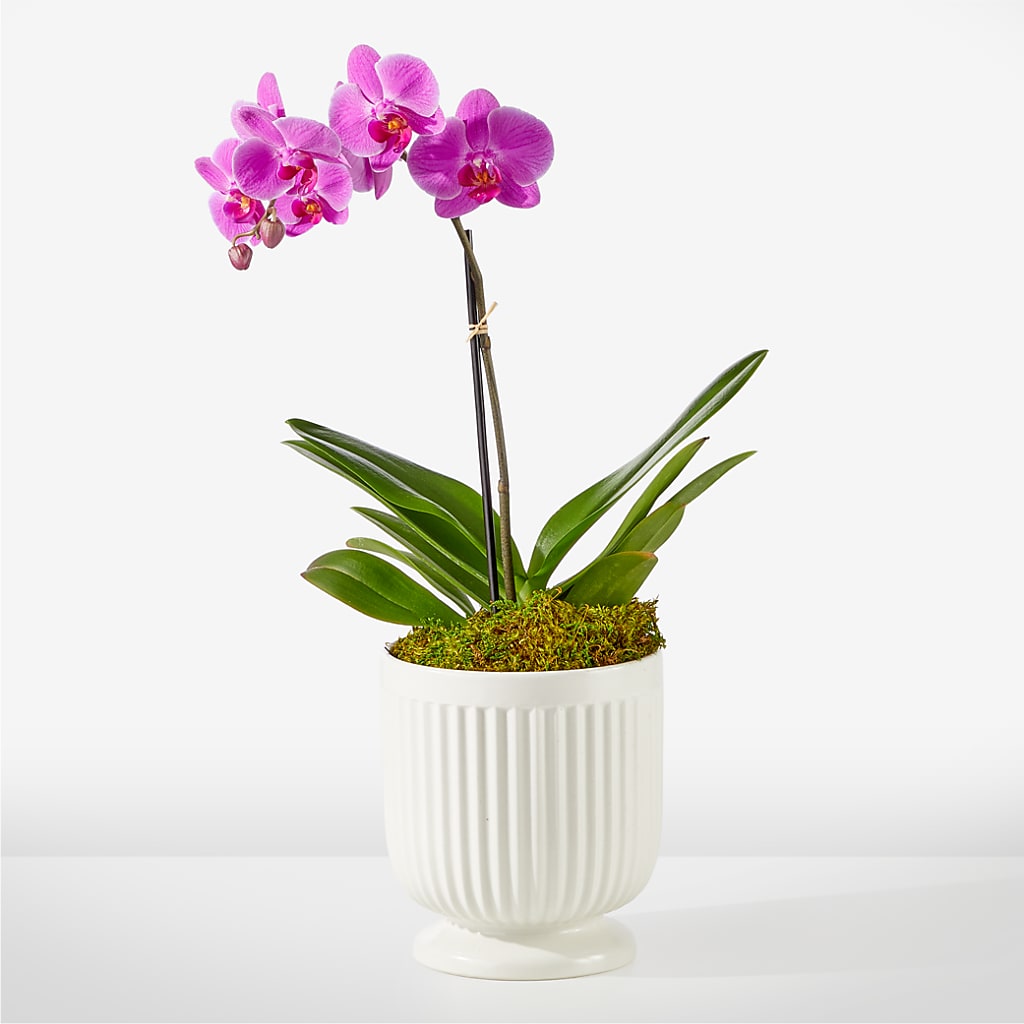 Friendly Fuchsia Orchid – FORGET-ME-NOT FLOWERS & GIFTS, Jacksonville NC