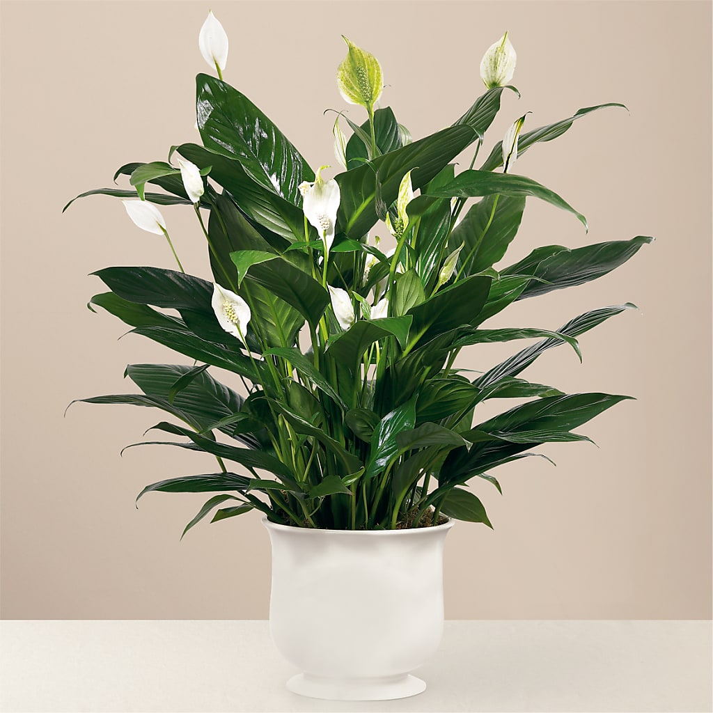 Comfort Planter – FORGET-ME-NOT FLOWERS & GIFTS, Jacksonville NC
