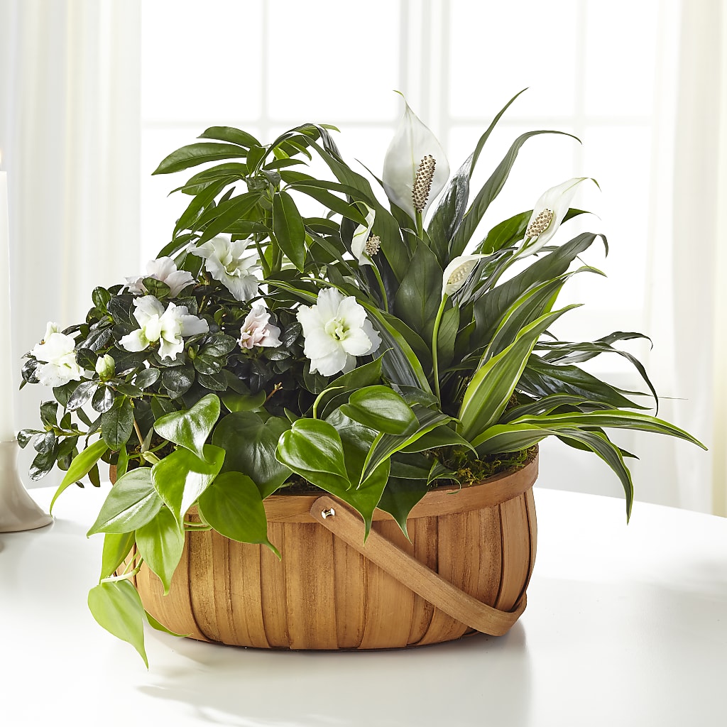 Serene Dishgarden – FORGET-ME-NOT FLOWERS & GIFTS, Jacksonville NC