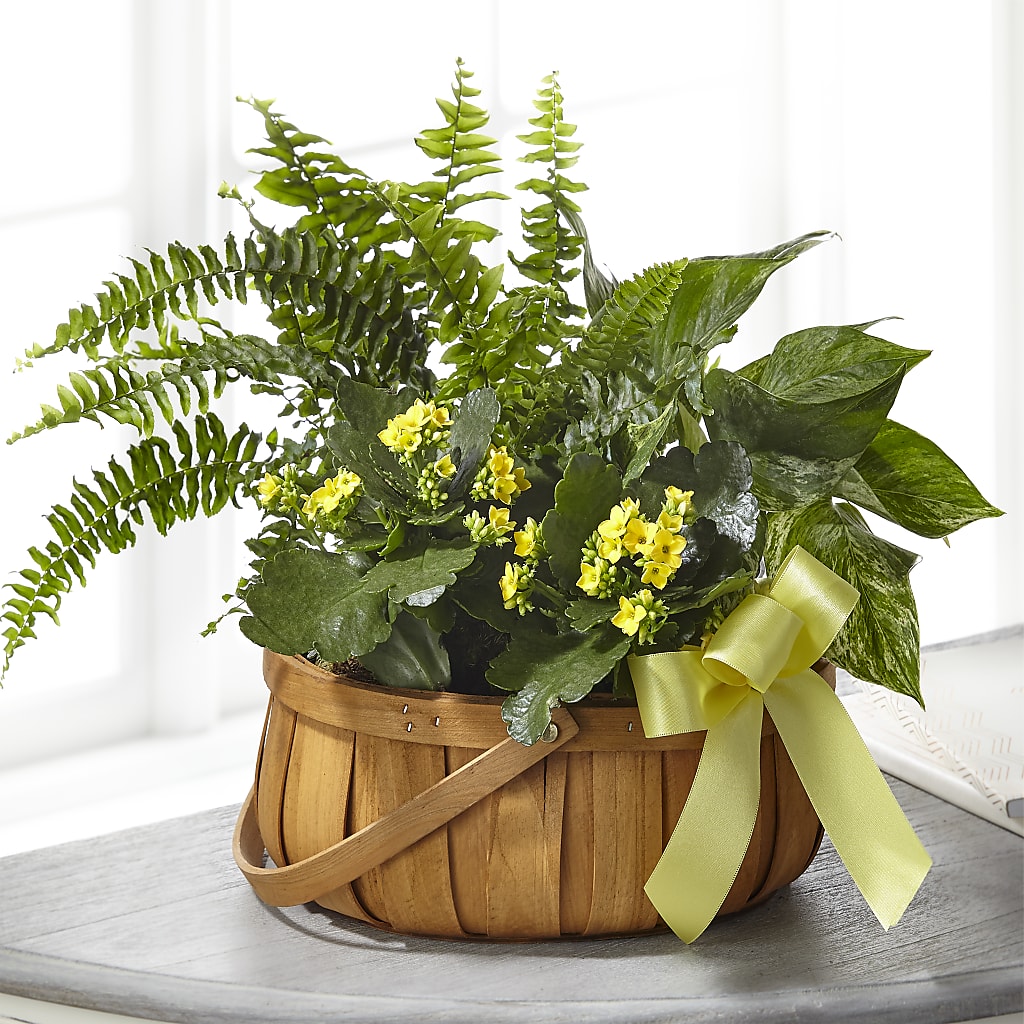Always Dear Dishgarden – FORGET-ME-NOT FLOWERS & GIFTS, Jacksonville NC