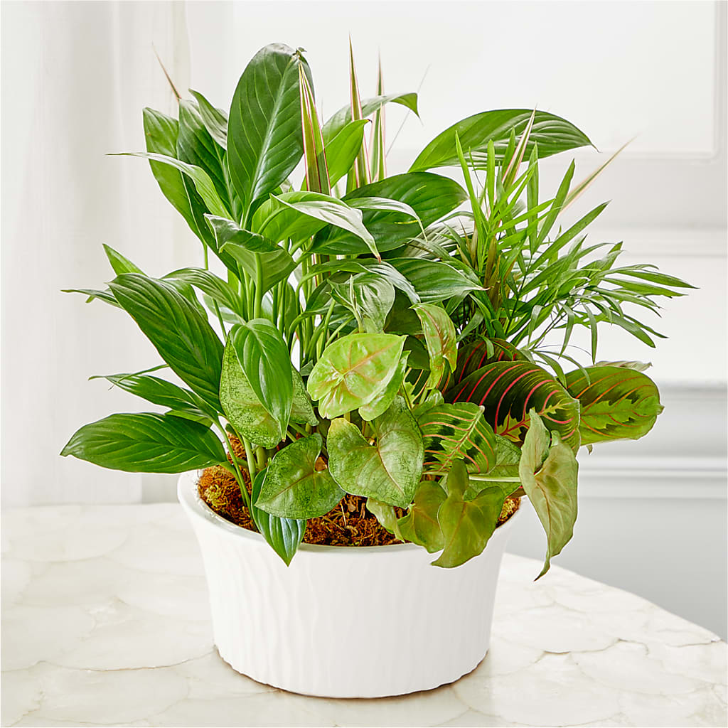 Balance & Harmony Dishgarden – FORGET-ME-NOT FLOWERS & GIFTS, Jacksonville NC