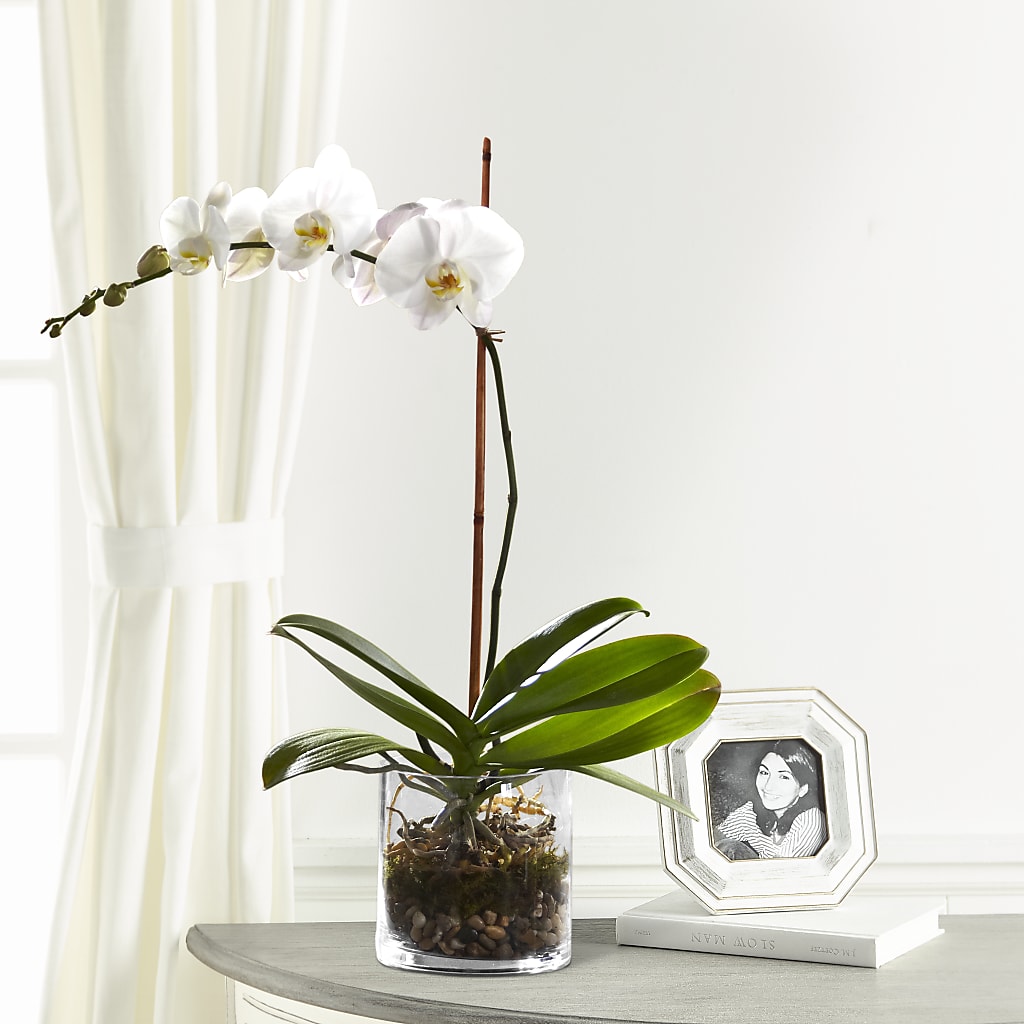 White Orchid Planter – FORGET-ME-NOT FLOWERS & GIFTS, Jacksonville NC
