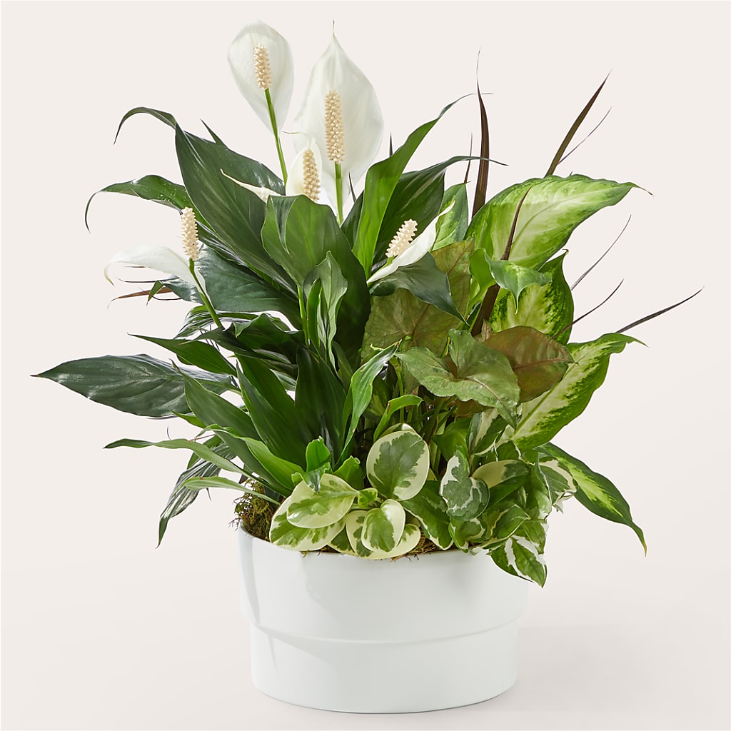 Radiating Positivity Dishgarden – FORGET-ME-NOT FLOWERS & GIFTS, Jacksonville NC
