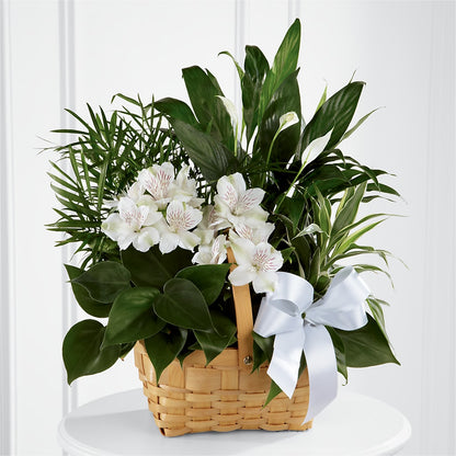 Peace & Serenity Dishgarden – FORGET-ME-NOT FLOWERS & GIFTS, Jacksonville NC