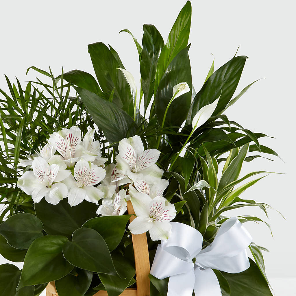 Peace & Serenity Dishgarden – FORGET-ME-NOT FLOWERS & GIFTS, Jacksonville NC