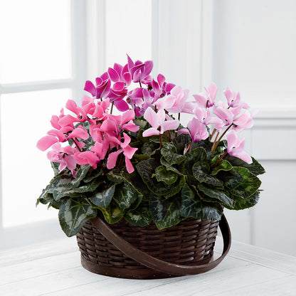 Mixed Cyclamen Planter – FORGET-ME-NOT FLOWERS & GIFTS, Jacksonville NC