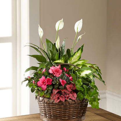 Dream in Pink Dishgarden – FORGET-ME-NOT FLOWERS & GIFTS, Jacksonville NC