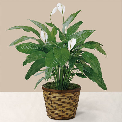 Tranquil Moments Peace Lily Plant – FORGET-ME-NOT FLOWERS & GIFTS, Jacksonville NC