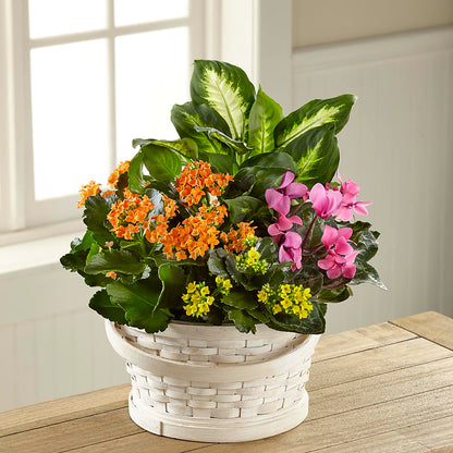 Color Crush Dishgarden – FORGET-ME-NOT FLOWERS & GIFTS, Jacksonville NC