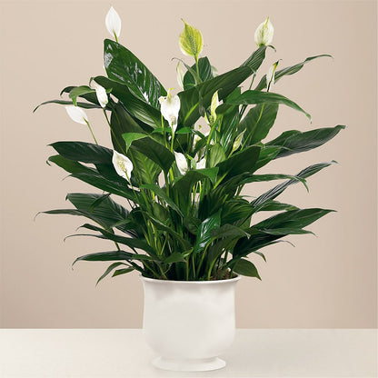Comfort Planter – FORGET-ME-NOT FLOWERS & GIFTS, Jacksonville NC