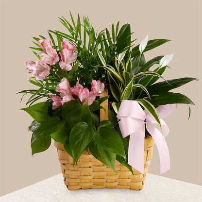 Living Spirit Dishgarden – FORGET-ME-NOT FLOWERS & GIFTS, Jacksonville NC