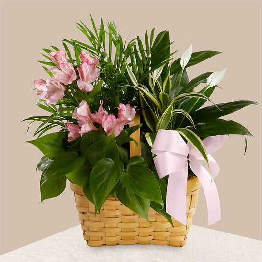 Living Spirit Dishgarden – FORGET-ME-NOT FLOWERS & GIFTS, Jacksonville NC