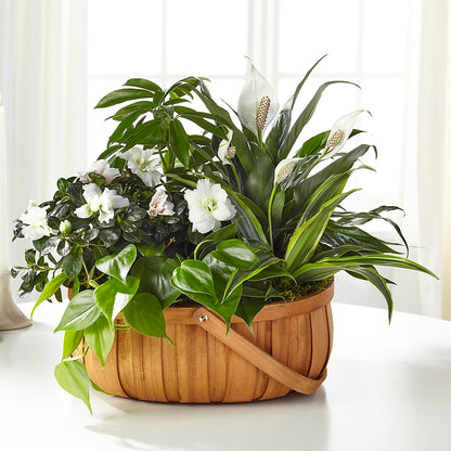Serene Dishgarden – FORGET-ME-NOT FLOWERS & GIFTS, Jacksonville NC