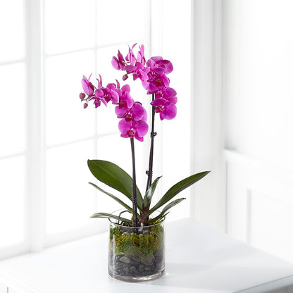 Pink Orchid Plant – FORGET-ME-NOT FLOWERS & GIFTS, Jacksonville NC