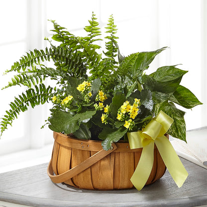 Always Dear Dishgarden – FORGET-ME-NOT FLOWERS & GIFTS, Jacksonville NC