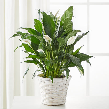 A New Leaf Peace Lily – FORGET-ME-NOT FLOWERS & GIFTS, Jacksonville NC