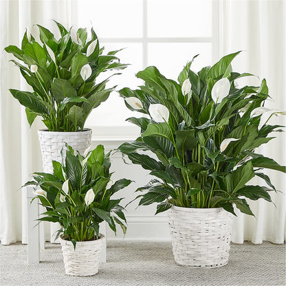 A New Leaf Peace Lily – FORGET-ME-NOT FLOWERS & GIFTS, Jacksonville NC