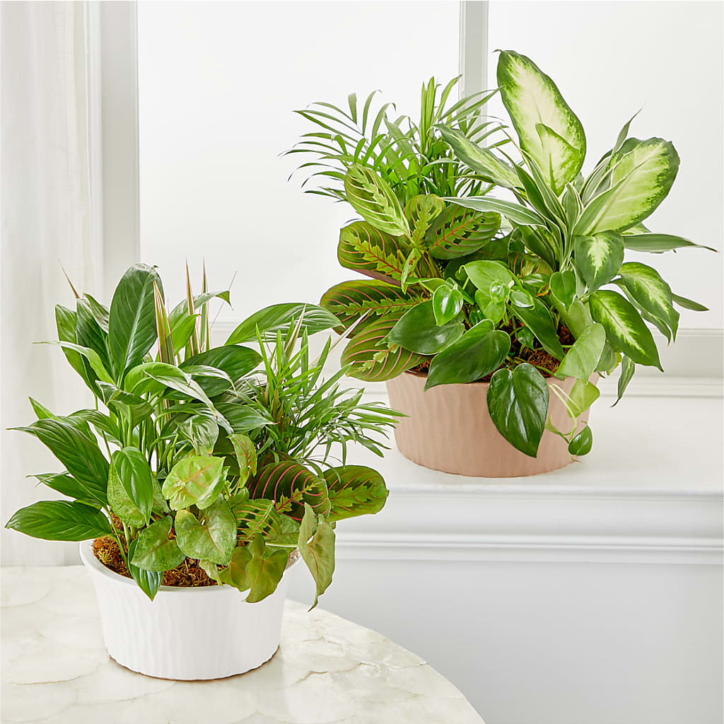 Balance & Harmony Dishgarden – FORGET-ME-NOT FLOWERS & GIFTS, Jacksonville NC