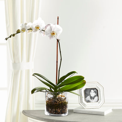 White Orchid Planter – FORGET-ME-NOT FLOWERS & GIFTS, Jacksonville NC