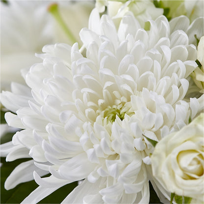 Classic Ivory – A Florist Original – FORGET-ME-NOT FLOWERS & GIFTS, Jacksonville NC