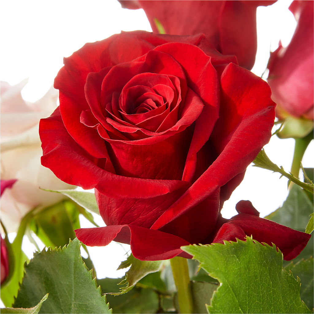 Love Notes Rose Bouquet – FORGET-ME-NOT FLOWERS & GIFTS, Jacksonville NC