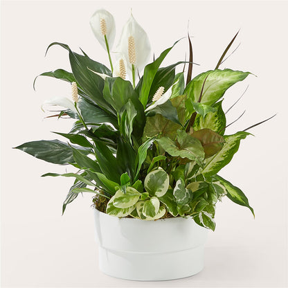 Radiating Positivity Dishgarden – FORGET-ME-NOT FLOWERS & GIFTS, Jacksonville NC